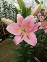 [5259 Catcher No01.JPG]